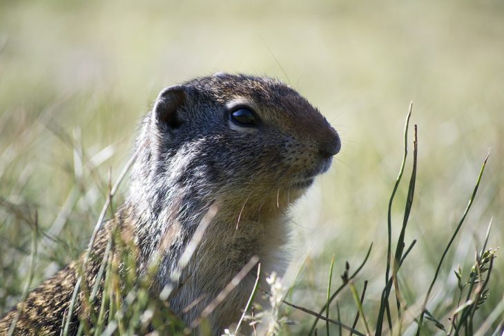 Photo of groundhog