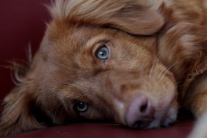 Keep Your Pets Safe in the Houston Heat: Tips from the Red Cross